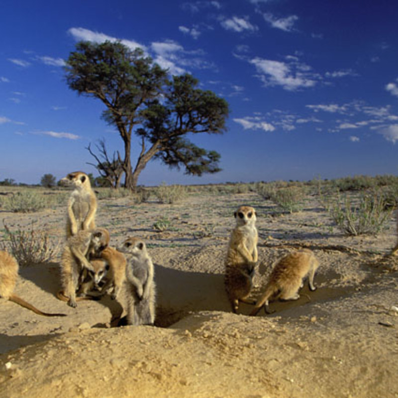kgalagadi-meerkats