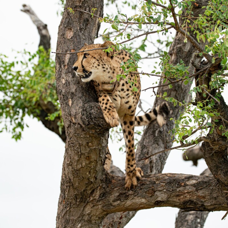 RSA_Tshukudu_290124_D85_6130-Enhanced-NR