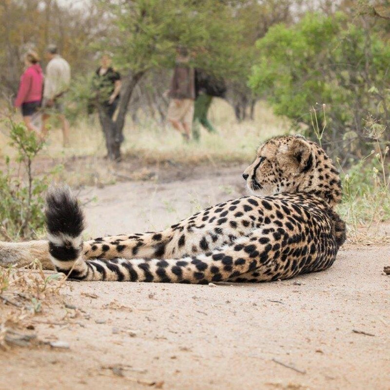 cheetah-bush-walks